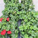 Afbeelding van Geranium Hang P12 Balcon Divers